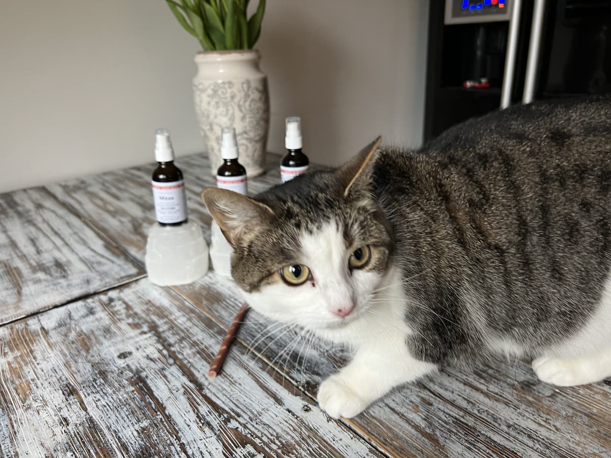 Holistic cat care