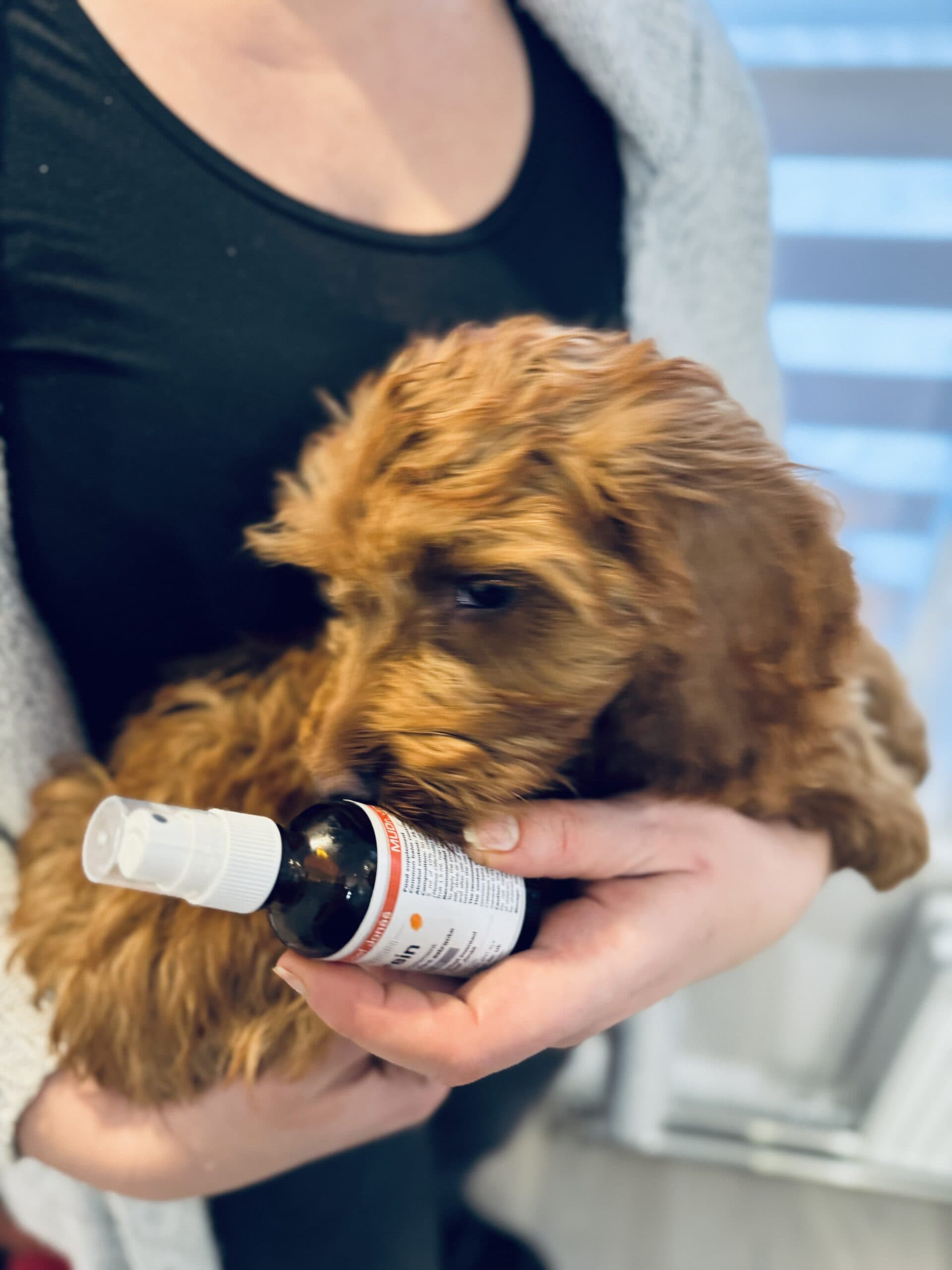 Animal therapy session